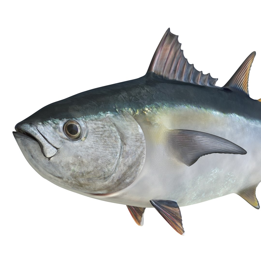 tuna fish pose 2 3d model https://p.turbosquid.com/ts-thumb/19/Cbh1k9/fmfWUdcz/tunafish3ds3dmodel20/jpg/1461569254/1920x1080/fit_q87/1eedeb70a9ed3b95e1ac0017e90dafabcfb1de28/tunafish3ds3dmodel20.jpg