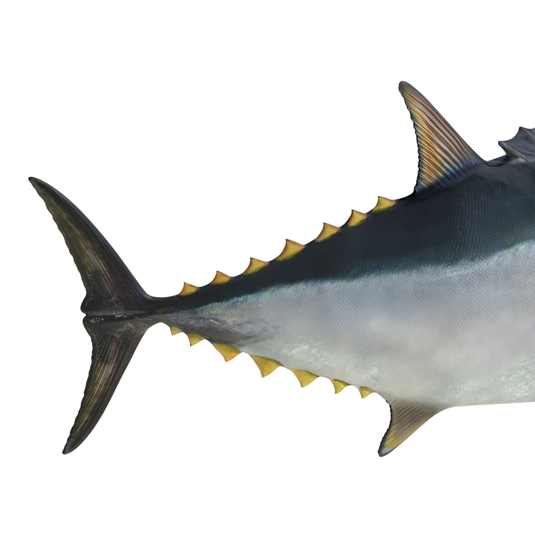 tuna fish pose 2 3d model https://p.turbosquid.com/ts-thumb/19/Cbh1k9/gLxA9KCa/tunafish3ds3dmodel27/jpg/1461569254/1920x1080/fit_q87/f00500e443a6eb228e899383dd53f813e653d1cc/tunafish3ds3dmodel27.jpg