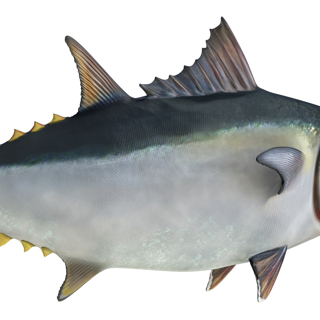 tuna fish pose 2 3d model https://p.turbosquid.com/ts-thumb/19/Cbh1k9/go1m3UaN/tunafish3ds3dmodel24/jpg/1461569254/1920x1080/fit_q87/7bc3b591a16680832253efac7cd223400d394938/tunafish3ds3dmodel24.jpg