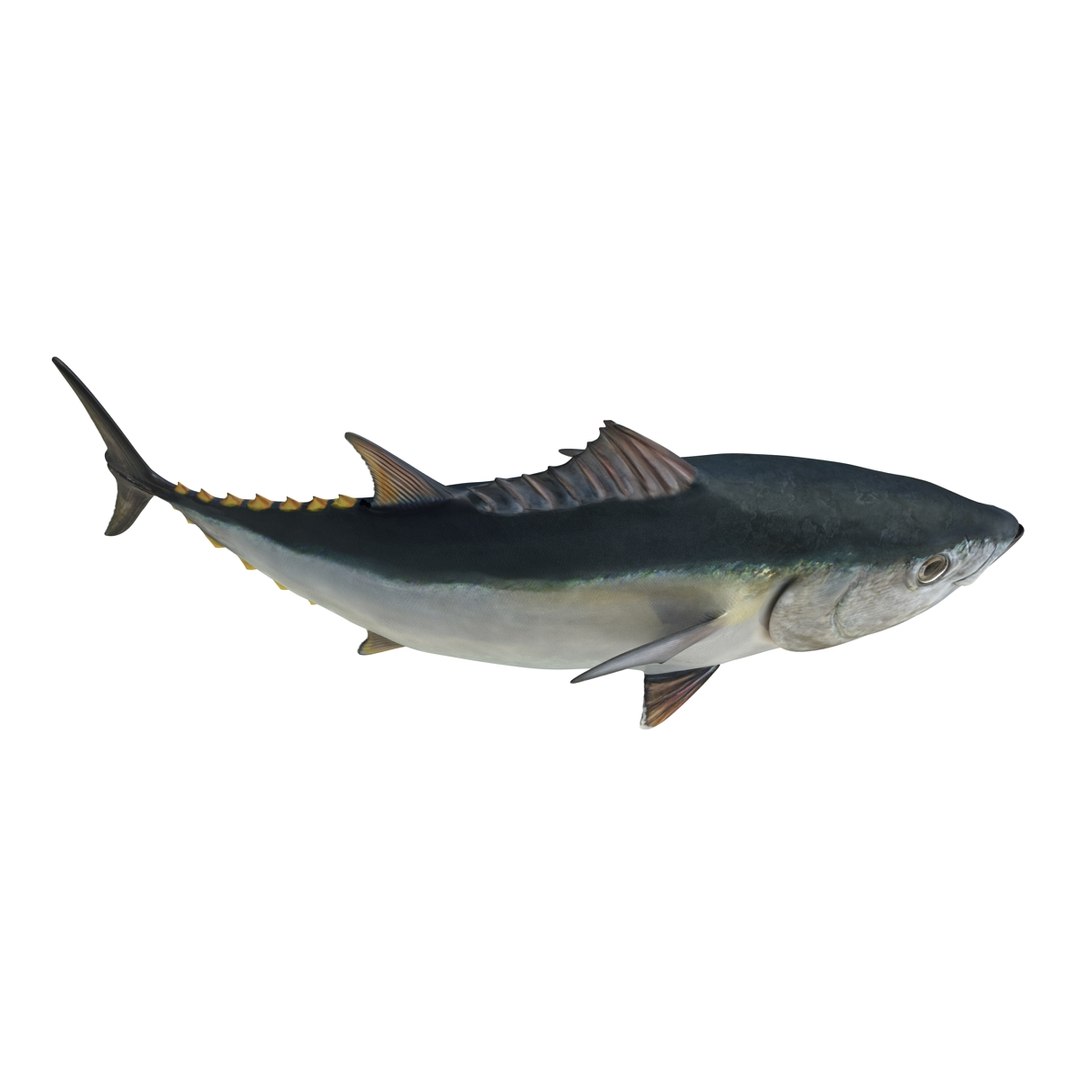 tuna fish pose 2 3d model https://p.turbosquid.com/ts-thumb/19/Cbh1k9/iDPqfN11/tunafish3ds3dmodel09/jpg/1461569253/1920x1080/fit_q87/f0418666e7b3ebb1a9227c30c5e614c98cc6002c/tunafish3ds3dmodel09.jpg
