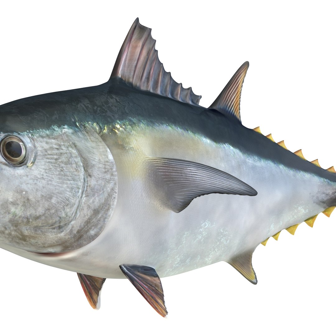 tuna fish pose 2 3d model https://p.turbosquid.com/ts-thumb/19/Cbh1k9/lZFmvtVX/tunafish3ds3dmodel23/jpg/1461569254/1920x1080/fit_q87/9d5526397b19f41dac37ac19eb35970a15acf4bc/tunafish3ds3dmodel23.jpg