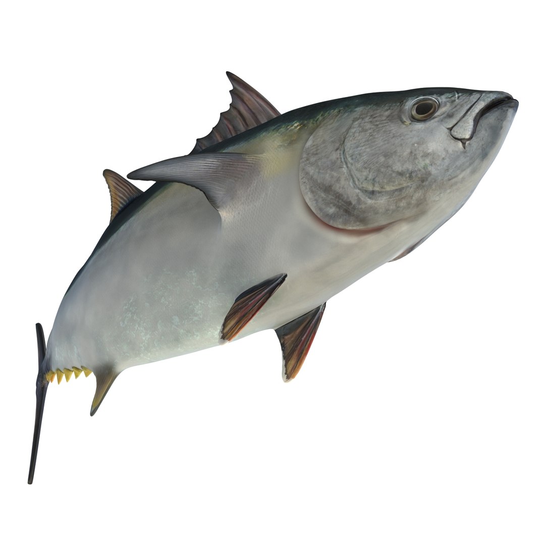 tuna fish pose 2 3d model https://p.turbosquid.com/ts-thumb/19/Cbh1k9/q7ACYvfP/tunafish3ds3dmodel17/jpg/1461569254/1920x1080/fit_q87/5e33c87c37c5c9aa5d55ae8528f4e099f5eb86af/tunafish3ds3dmodel17.jpg