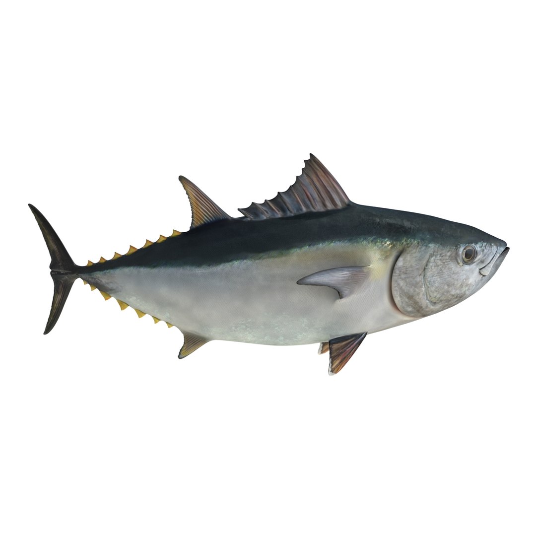 tuna fish pose 2 3d model https://p.turbosquid.com/ts-thumb/19/Cbh1k9/ssFL4xW2/tunafish3ds3dmodel07/jpg/1461569253/1920x1080/fit_q87/c107dba340c7c9ddeb77214059c18b6e85192e5f/tunafish3ds3dmodel07.jpg