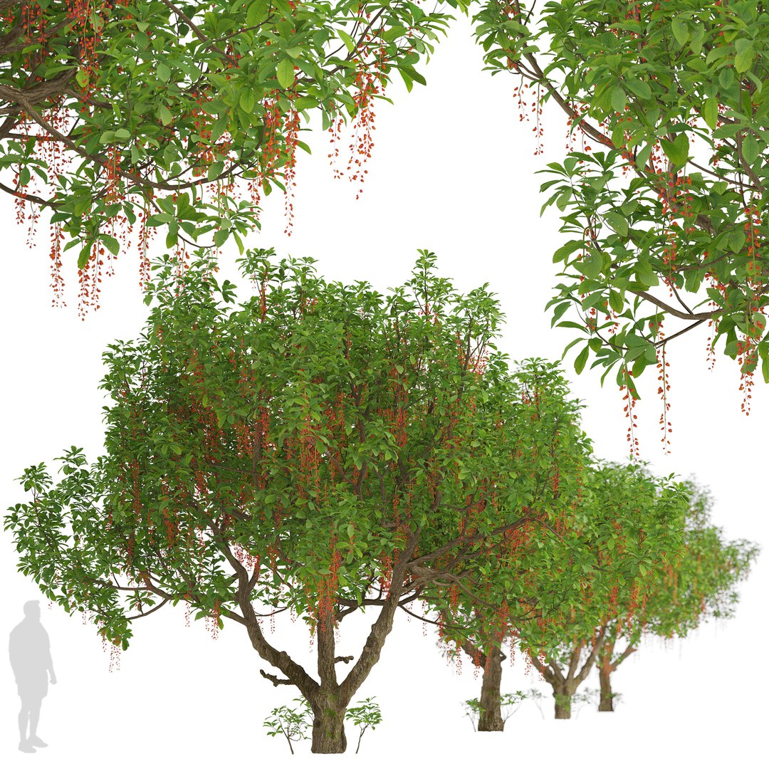 Set of Barringtonia acutangula or Itchy Tree - 2 Trees 3D model https://p.turbosquid.com/ts-thumb/19/EYqHgp/BJ/barringtoniaacutangula3/jpg/1671008863/1920x1080/fit_q87/4fce1f5b0be31688c7787e8cac6b3d6bc250dd94/barringtoniaacutangula3.jpg
