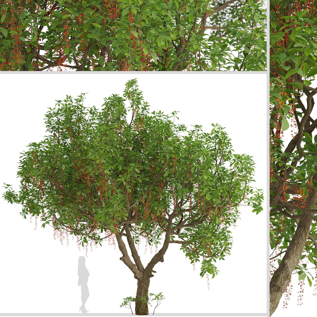 Set of Barringtonia acutangula or Itchy Tree - 2 Trees 3D model https://p.turbosquid.com/ts-thumb/19/EYqHgp/Bc/barringtoniaacutangula1/jpg/1671008872/1920x1080/fit_q87/eb131f0659bd1b3a3c130d50b1ebdfdd8d09b679/barringtoniaacutangula1.jpg