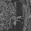 Set di Barringtonia acutangula o albero pruriginoso - 2 alberi