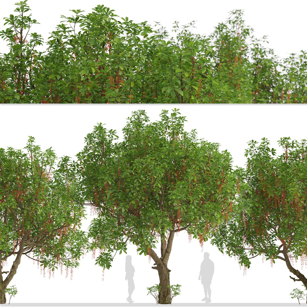 Set of Barringtonia acutangula or Itchy Tree - 2 Trees 3D model https://p.turbosquid.com/ts-thumb/19/EYqHgp/LI/barringtoniaacutangula2/jpg/1671008971/1920x1080/fit_q87/60f0c1ef361b411ce20798cdef1b9b7a18d75a56/barringtoniaacutangula2.jpg