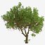 Set di Barringtonia acutangula o albero pruriginoso - 2 alberi
