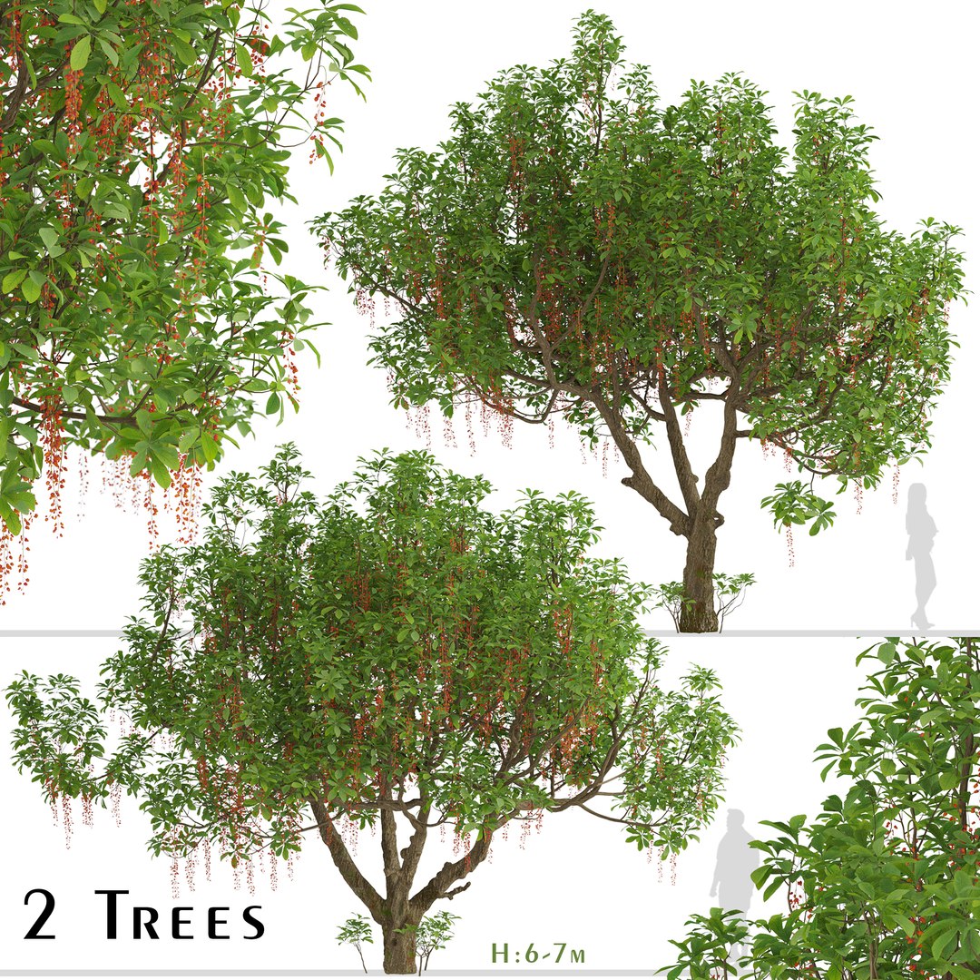 Set of Barringtonia acutangula or Itchy Tree - 2 Trees 3D model https://p.turbosquid.com/ts-thumb/19/EYqHgp/rp/barringtoniaacutangulaset/jpg/1671008994/1920x1080/fit_q87/8cdff00011c122d5877e9be048cd342442205a2f/barringtoniaacutangulaset.jpg