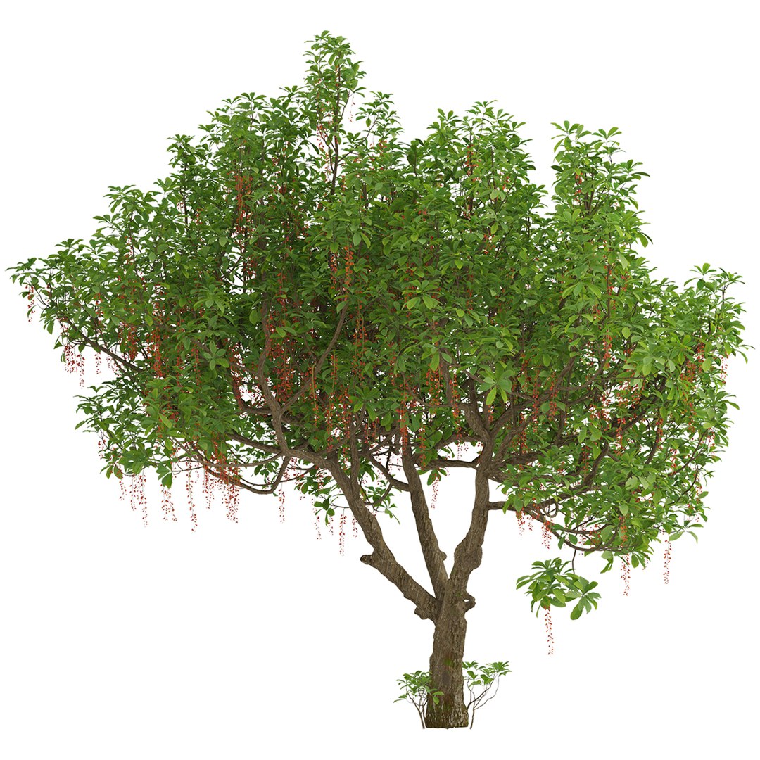Set of Barringtonia acutangula or Itchy Tree - 2 Trees 3D model https://p.turbosquid.com/ts-thumb/19/EYqHgp/zB/barringtoniaacutangula5/jpg/1671009046/1920x1080/fit_q87/27d4b7d8326d3a43fe8cf4426ff5c2b99b386099/barringtoniaacutangula5.jpg