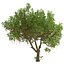 Set di Barringtonia acutangula o albero pruriginoso - 2 alberi