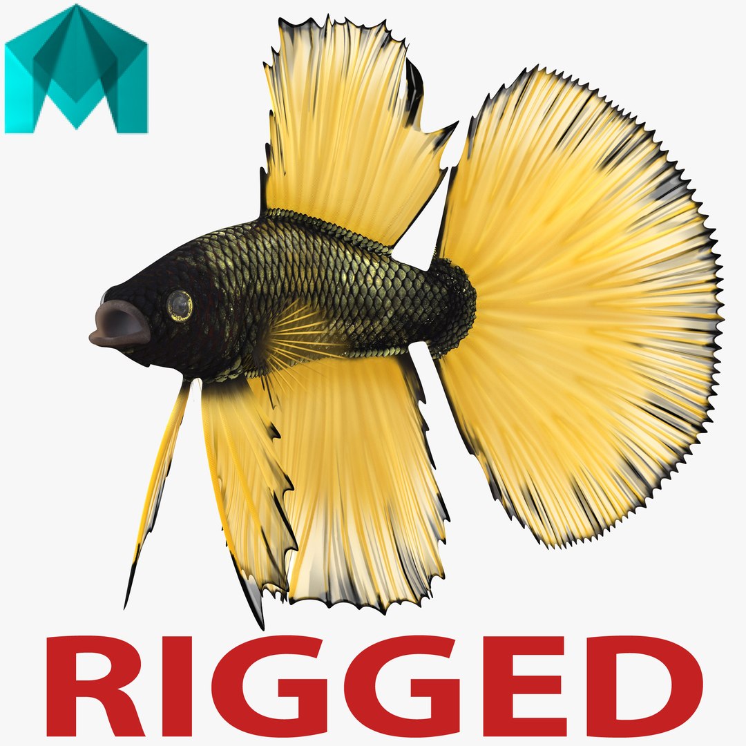 Betta Fish Rigged for Maya 3D Model 3D model preview