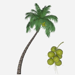 3D coconut palm branch