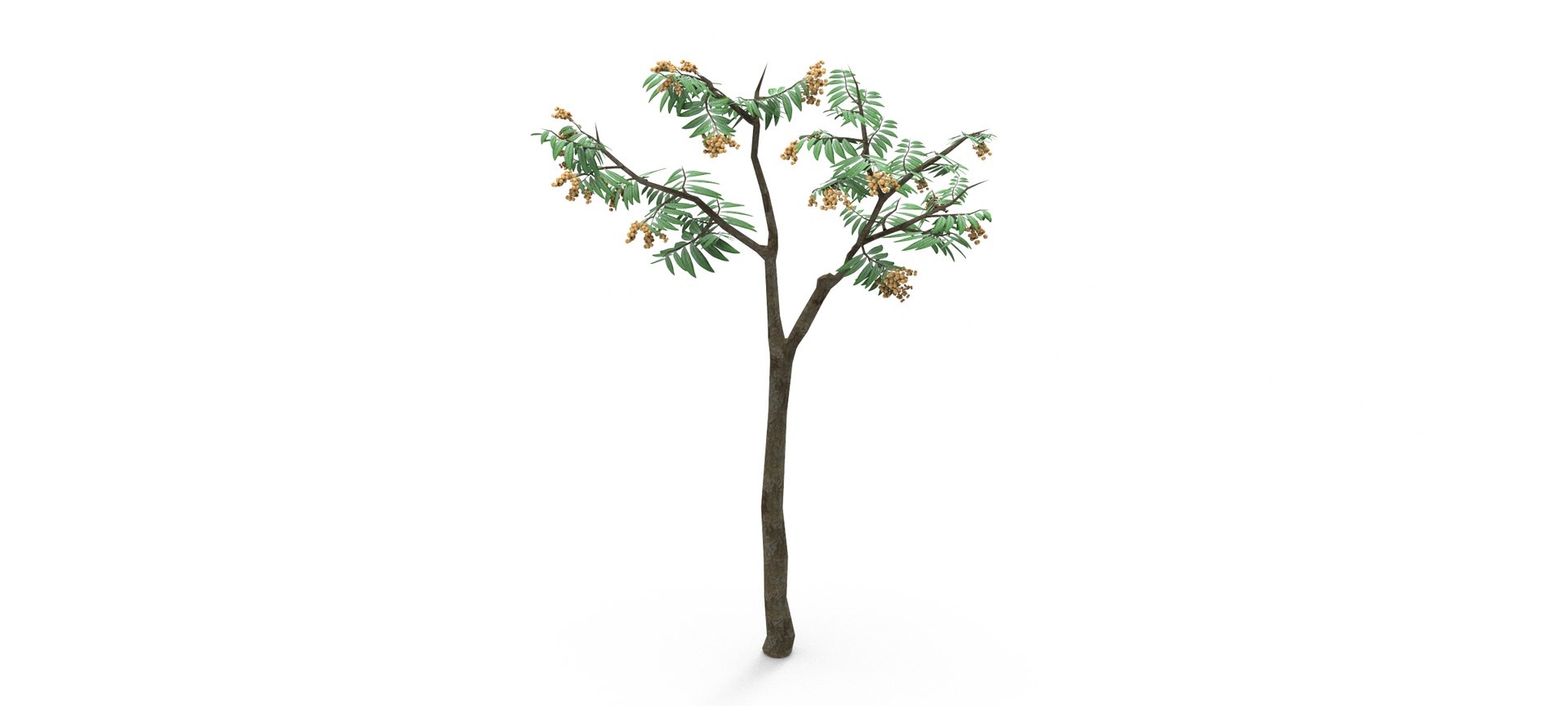Longan Tree 3D 3D Model - TurboSquid 1861851