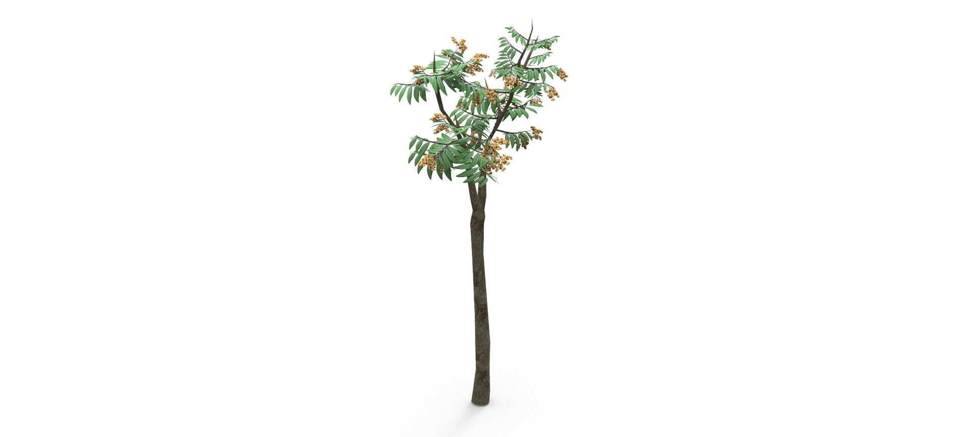 Longan Tree 3D 3D Model - TurboSquid 1861851