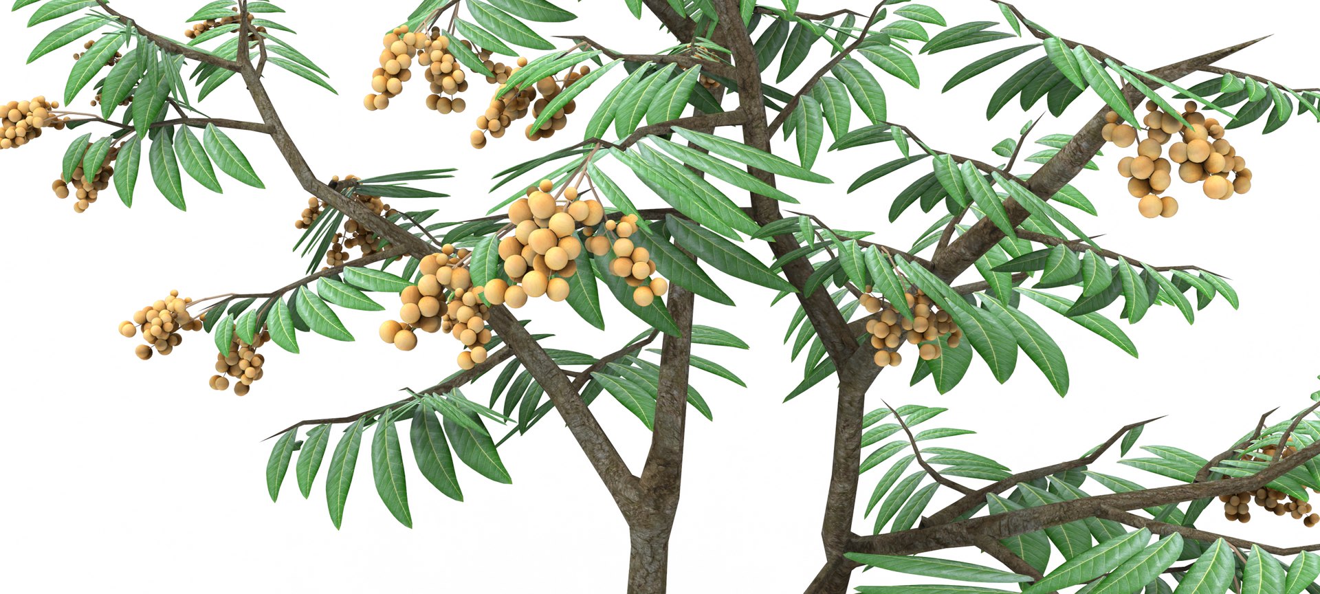 Longan Tree 3D 3D Model - TurboSquid 1861851