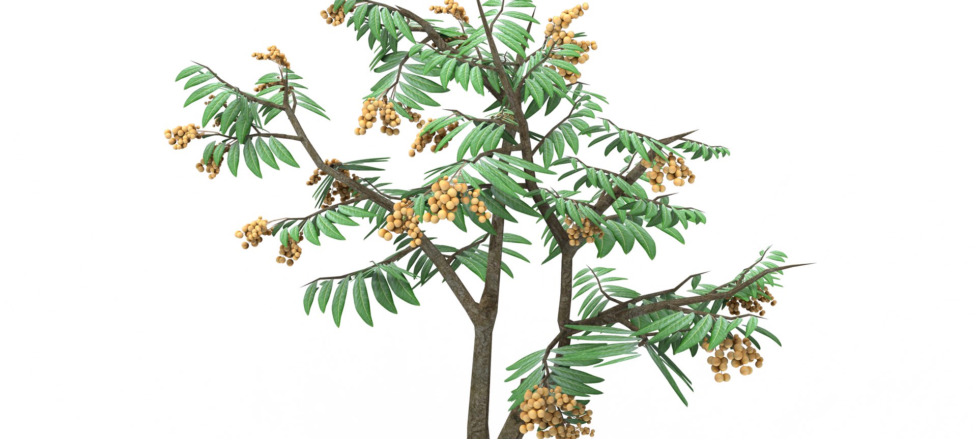 Longan Tree 3D 3D model - TurboSquid 1861851