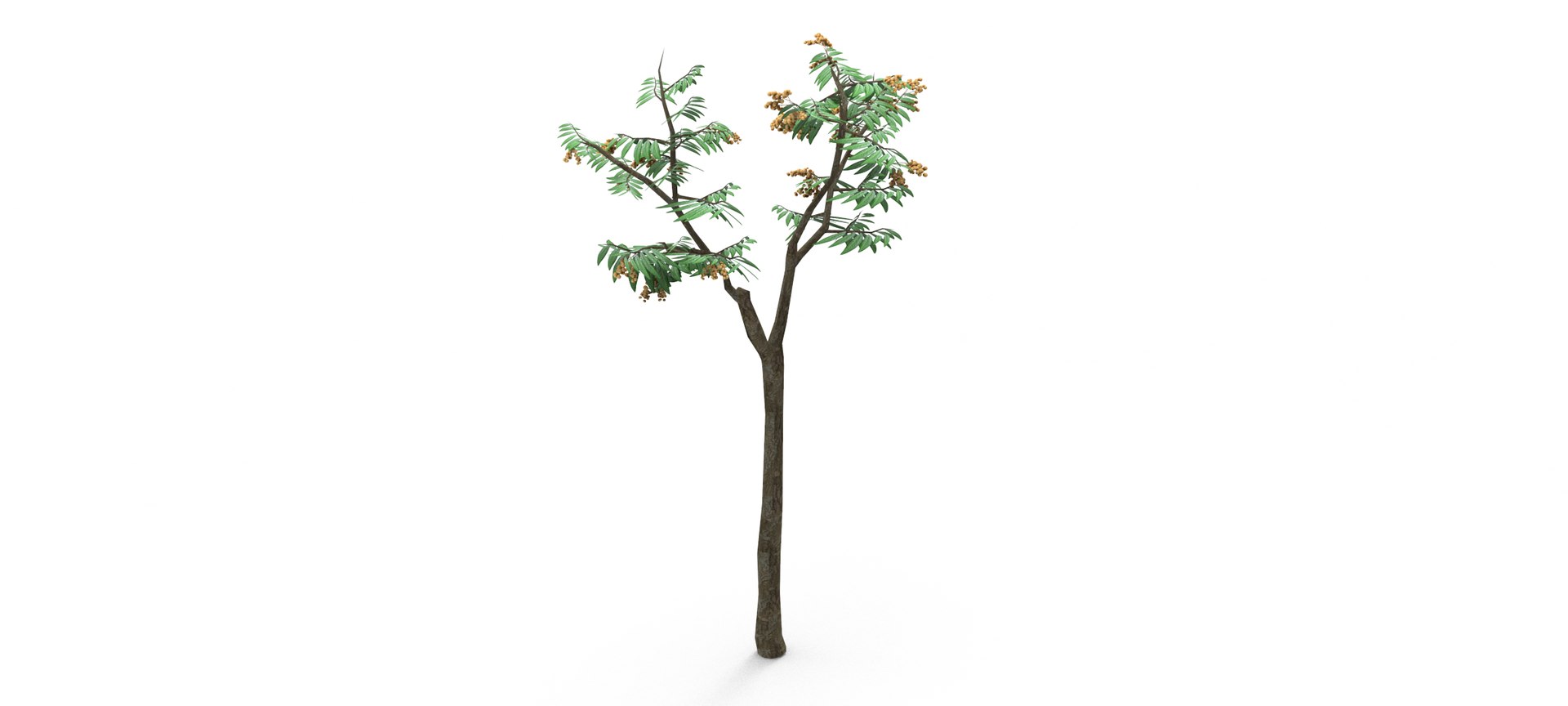 Longan Tree 3D 3D Model - TurboSquid 1861851
