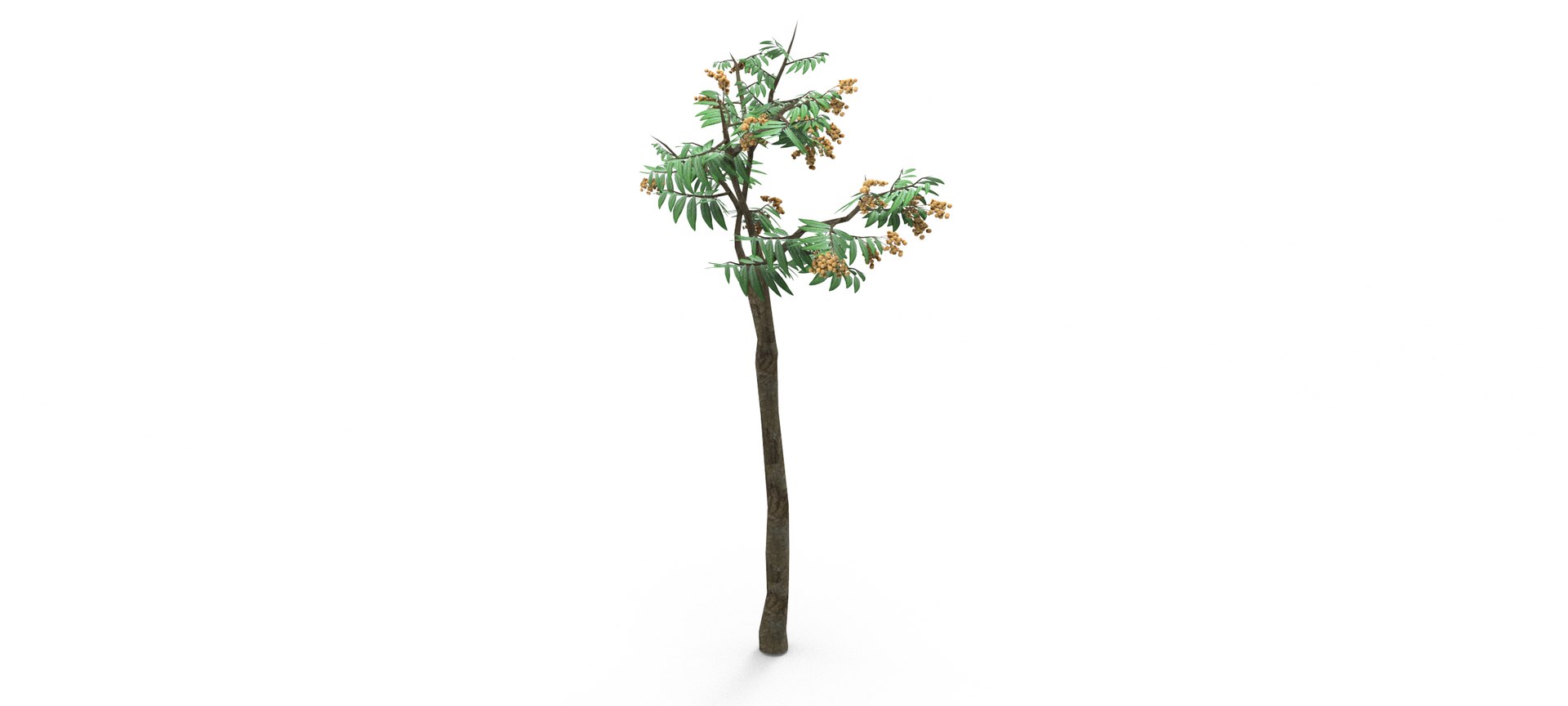 Longan Tree 3D 3D Model - TurboSquid 1861851