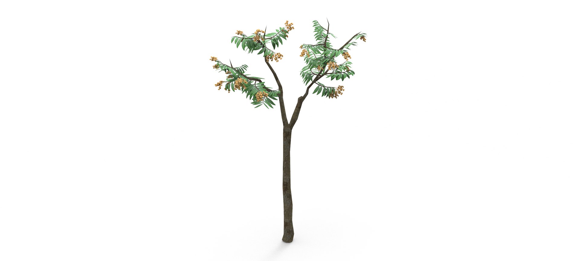 Longan Tree 3D 3D Model - TurboSquid 1861851