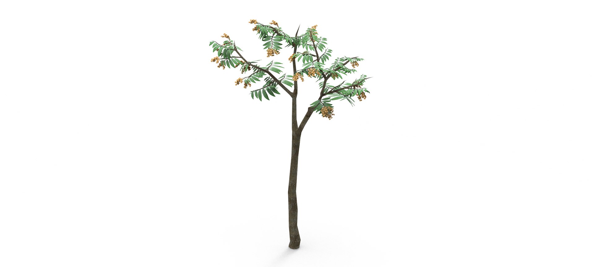 Longan Tree 3D 3D Model - TurboSquid 1861851