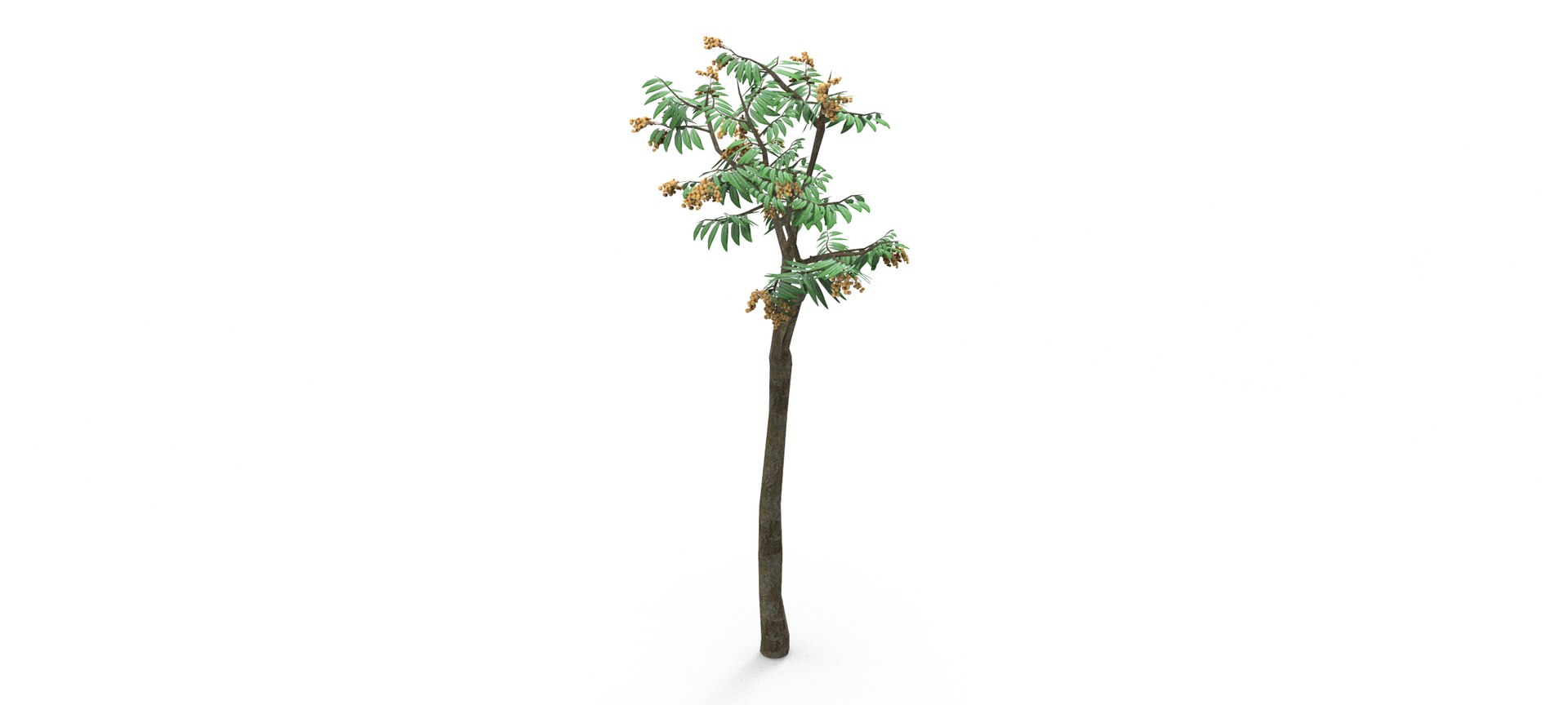 Longan Tree 3D 3D Model - TurboSquid 1861851