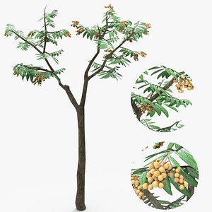 Longan Tree 3D
