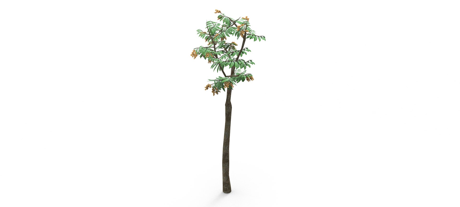 Longan Tree 3D 3D Model - TurboSquid 1861851