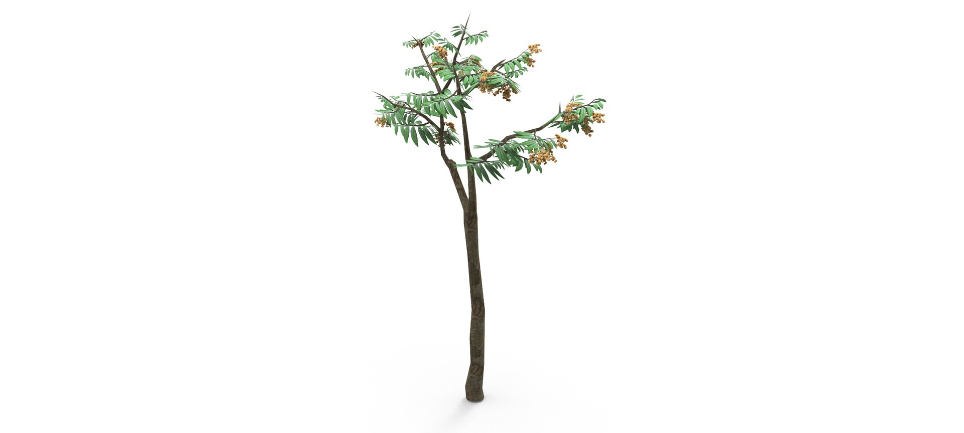 Longan Tree 3D 3D Model - TurboSquid 1861851