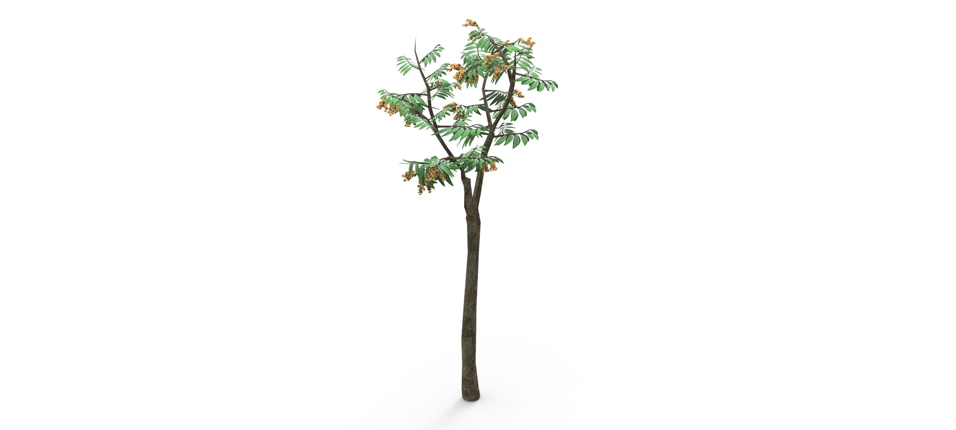 Longan Tree 3D 3D Model - TurboSquid 1861851