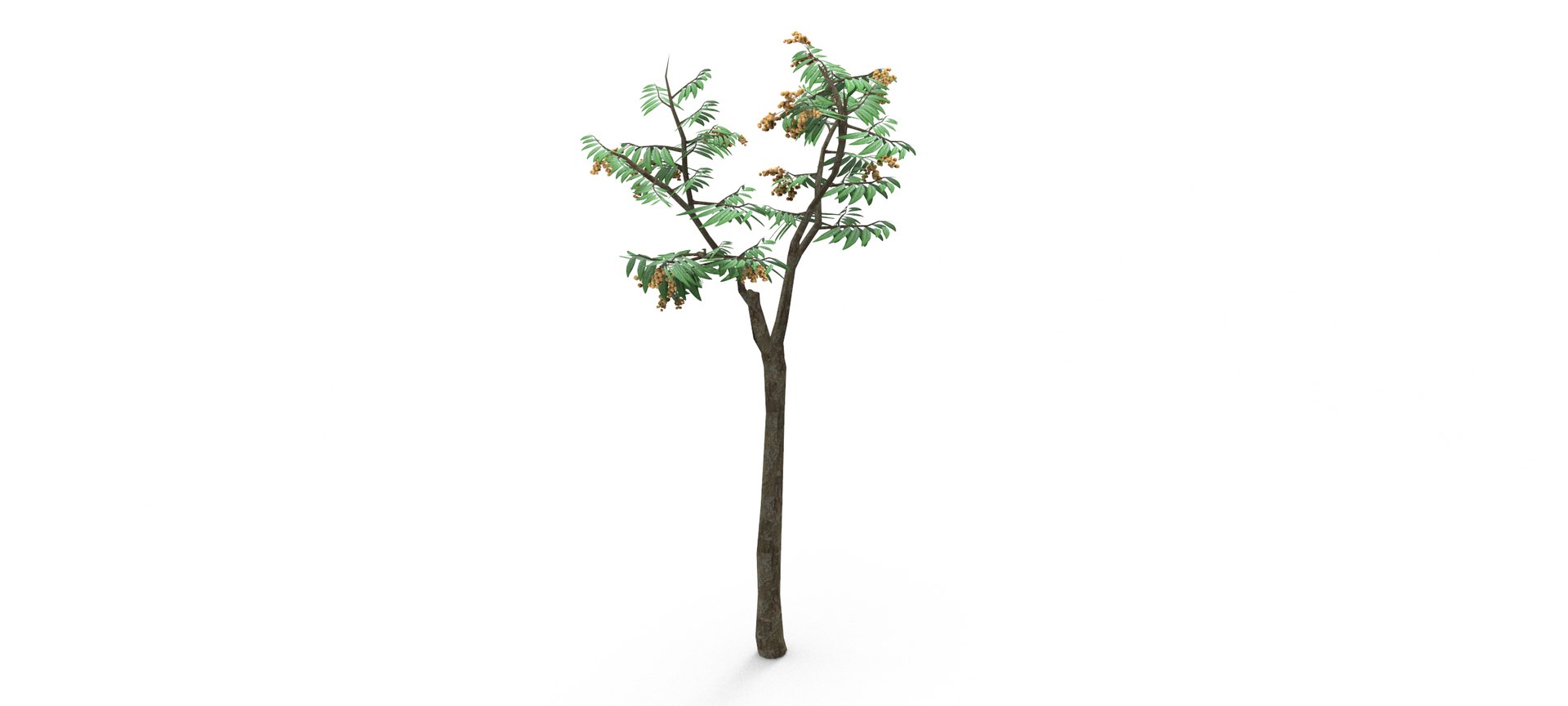 Longan Tree 3D 3D Model - TurboSquid 1861851