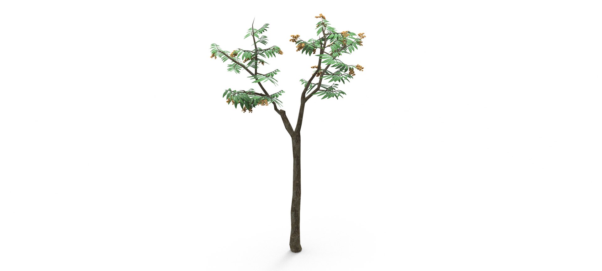 Longan Tree 3D 3D Model - TurboSquid 1861851