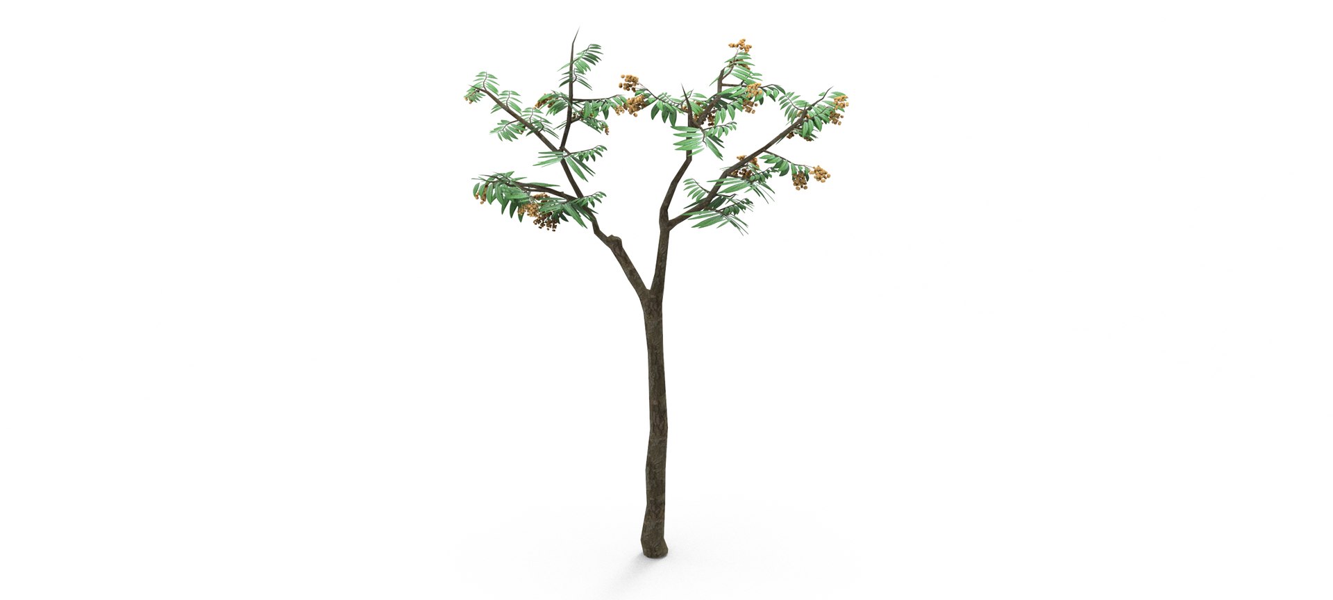 Longan Tree 3D 3D Model - TurboSquid 1861851