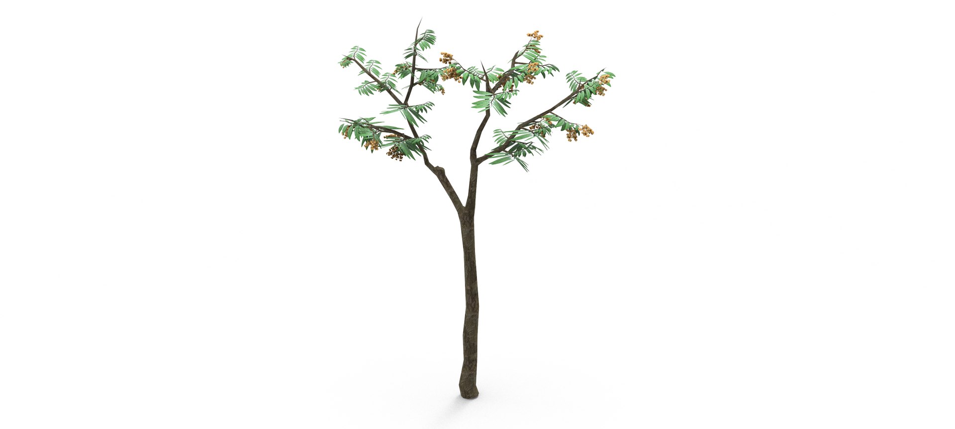 Longan Tree 3D 3D Model - TurboSquid 1861851