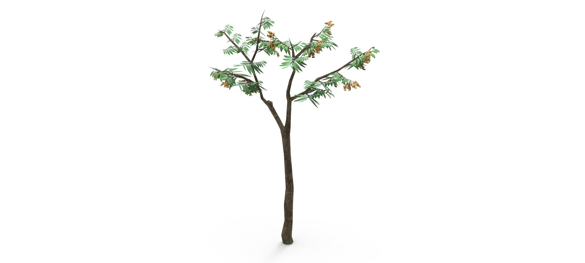 Longan Tree 3D 3D Model - TurboSquid 1861851