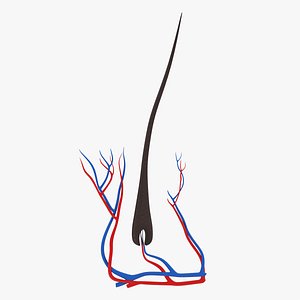 structure human hair 3D model