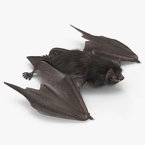 3D Black Bat Pose Fur model