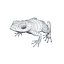 Atelopus Frosch 04 von 3DRivers