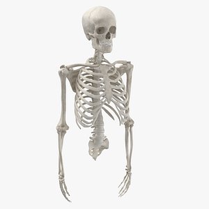 anatomy human male 3D model
