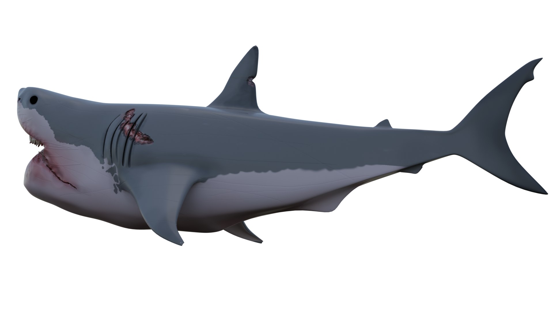 3D Great White Shark https://p.turbosquid.com/ts-thumb/19/zHE2R3/8G/back2/png/1699895289/1920x1080/fit_q87/7c72bf916fd663157829305813183f1ba4211ea4/back2.jpg