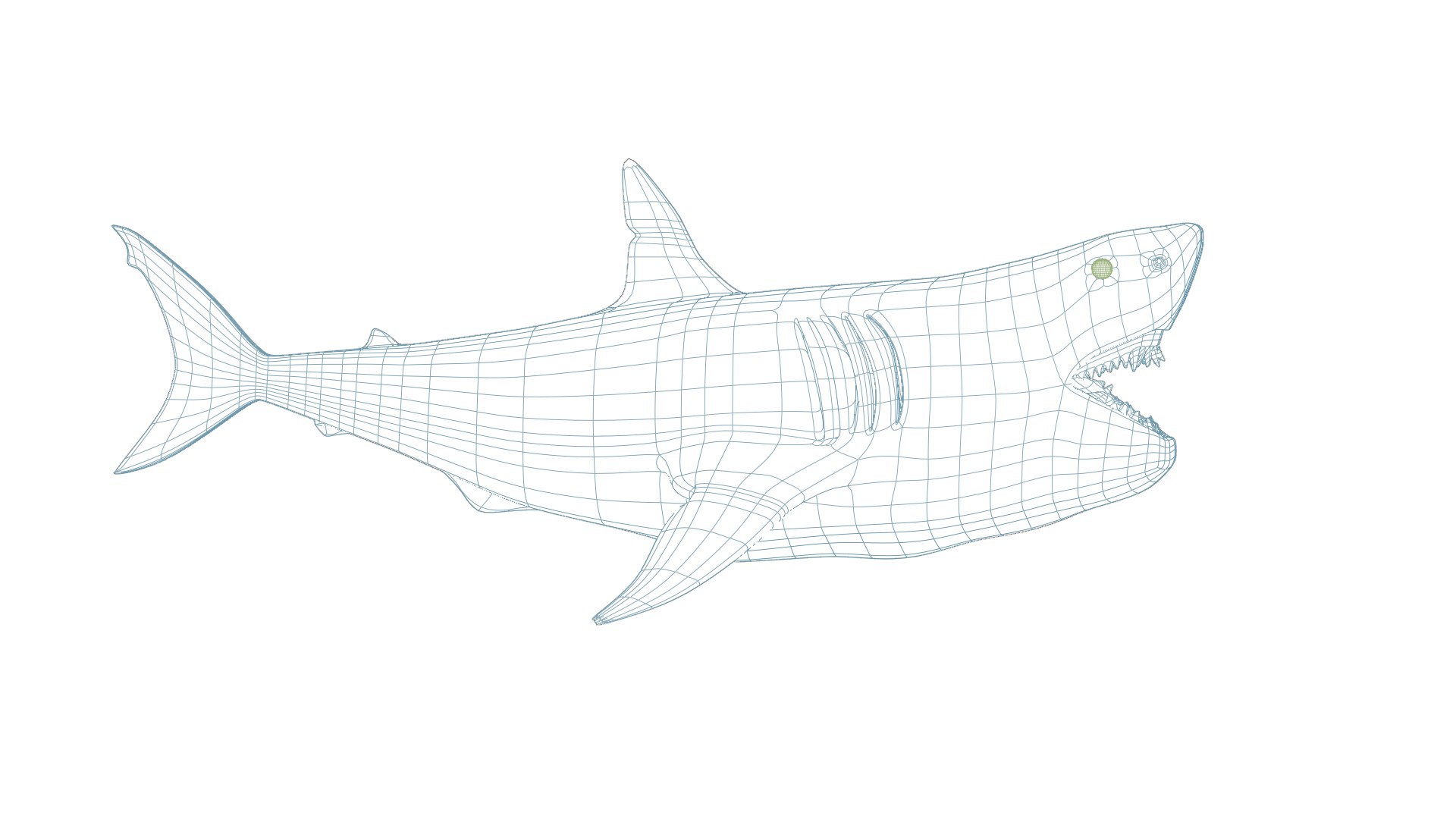 3D Great White Shark https://p.turbosquid.com/ts-thumb/19/zHE2R3/Zu/z0001/png/1699895329/1920x1080/fit_q87/eff7b095381cb9a455a5e2eb9c3743194c39c895/z0001.jpg
