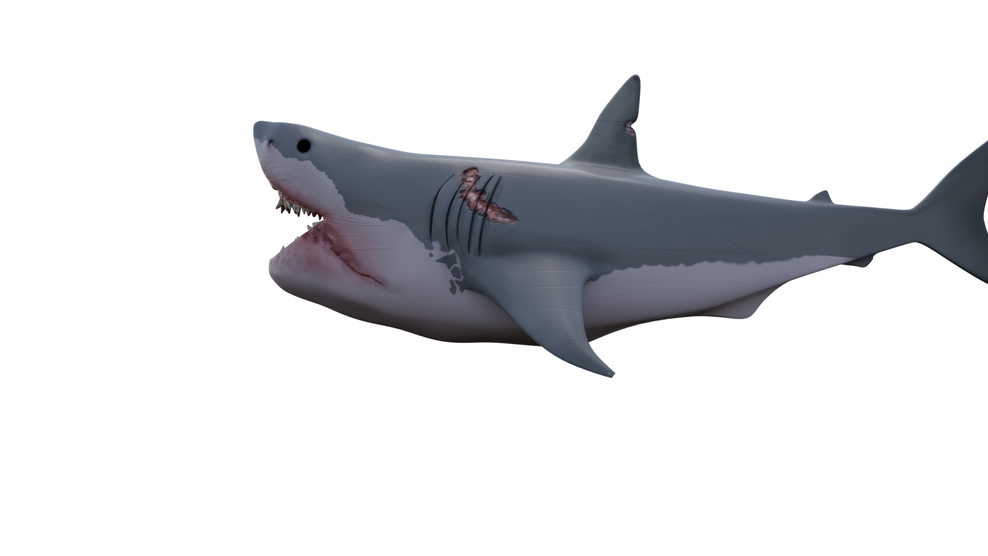 3D Great White Shark https://p.turbosquid.com/ts-thumb/19/zHE2R3/m8/shark00/png/1699895219/1920x1080/turn_fit_q99/c5bb719c01d19ccc77ccb7273157876907be000c/shark00-1.jpg