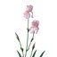 Iris 7 couleurs