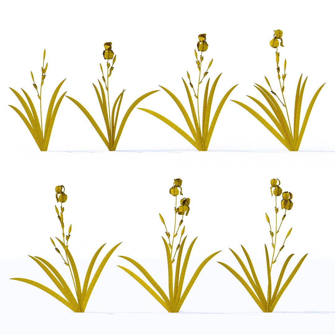 iris plant flower model https://p.turbosquid.com/ts-thumb/19/zTR5nN/KW/0grid/jpg/1608567727/1920x1080/fit_q87/8a995a511e706dc9bbb194933b93ee66fcf0c2ec/0grid.jpg