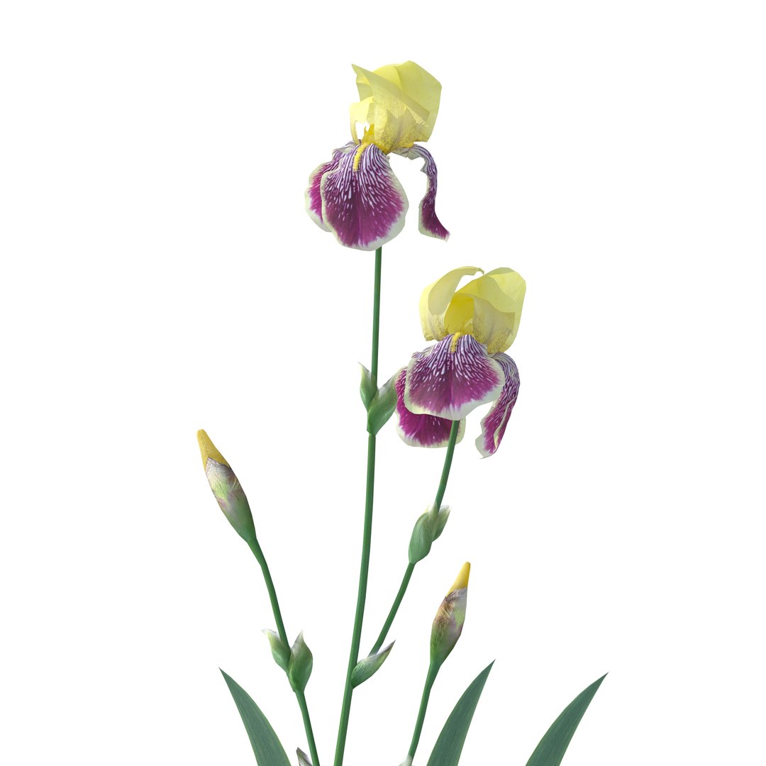 iris plant flower model https://p.turbosquid.com/ts-thumb/19/zTR5nN/Va/7macro/jpg/1608567734/1920x1080/fit_q87/fdbb008a2ee27af6a72f6c8f51170cfaebf60a1b/7macro.jpg