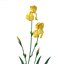 Iris 7 couleurs
