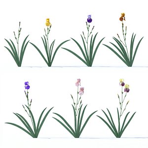 iris plant flower model