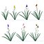 Iris 7 couleurs