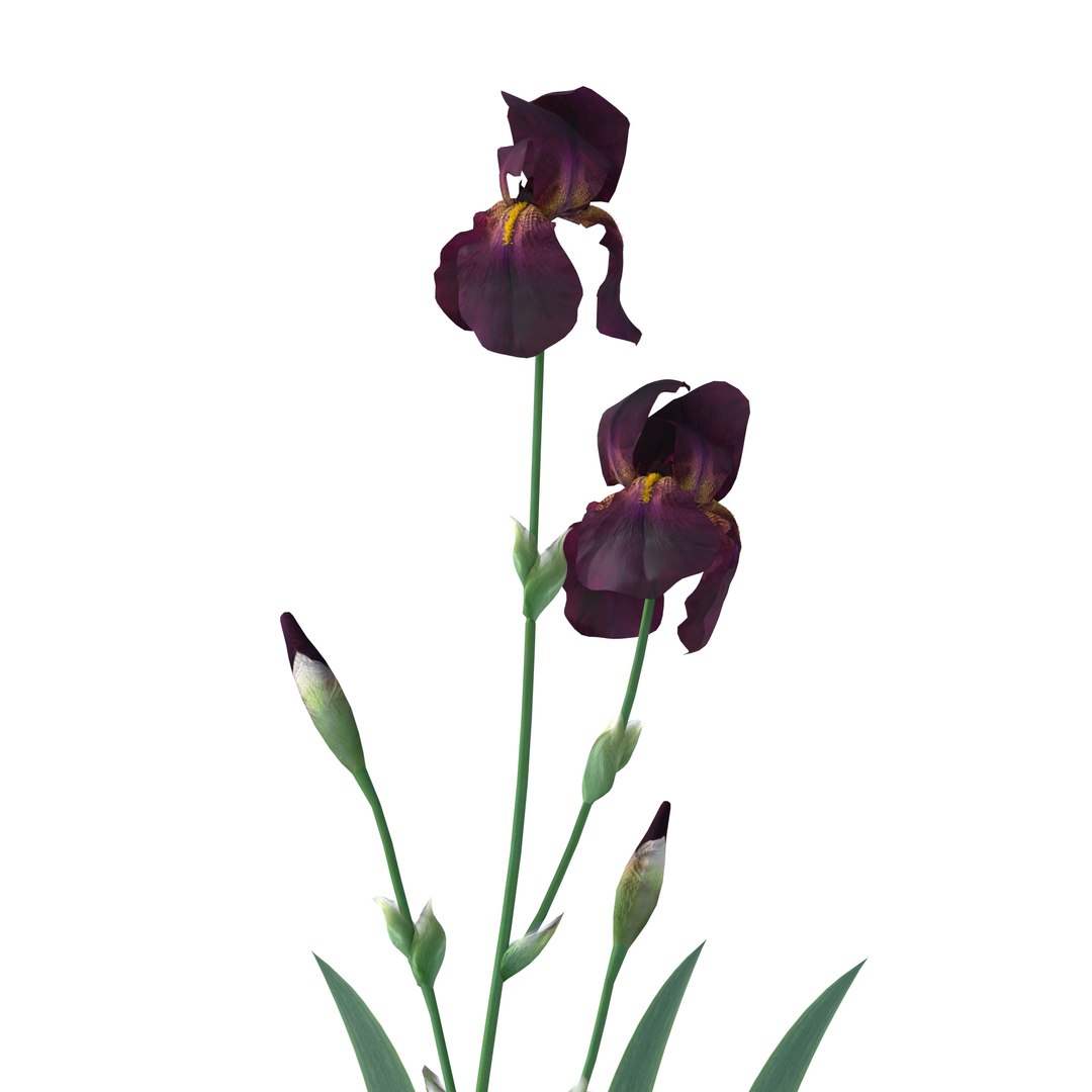 iris plant flower model https://p.turbosquid.com/ts-thumb/19/zTR5nN/lH/1macro/jpg/1608567721/1920x1080/fit_q87/153a4e631c3b728d8d7f650ca8b541344ed49a1b/1macro.jpg