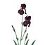 Iris 7 couleurs